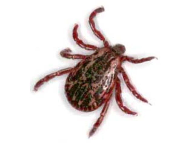 Dedetização de Carrapatos