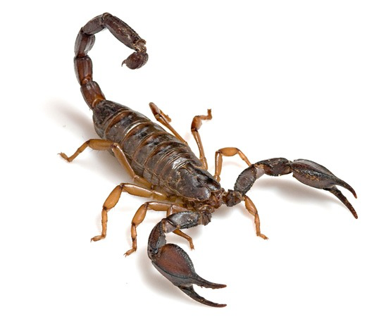 Dedetização de Escorpiões