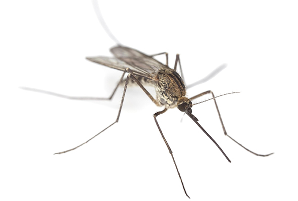 Dedetização de Mosquitos