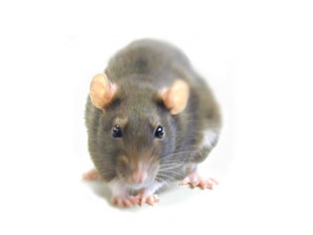 Dedetização de Ratos